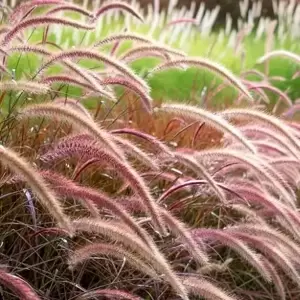 Pennisetum advena 'Rubrum' - image 1