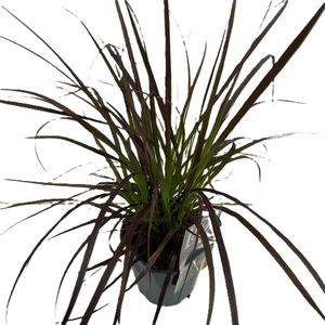 Pennisetum advena 'Summer Samba' - image 2