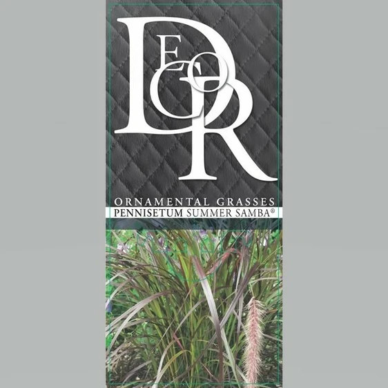 Pennisetum advena 'Summer Samba' - image 3