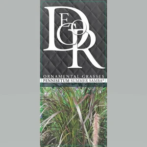 Pennisetum advena 'Summer Samba' - image 3