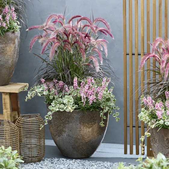 Image Credit: Plantipp BV®