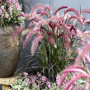 Image Credit: Plantipp BV®