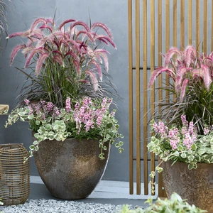 Image Credit: Plantipp BV®