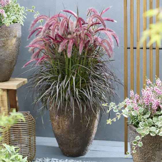 Image Credit: Plantipp BV®