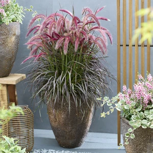 Image Credit: Plantipp BV®