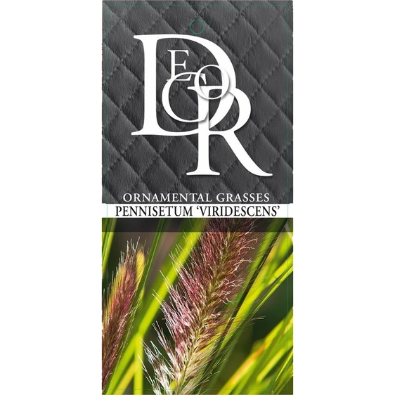 Pennisetum alopecuroides f. viridescens - image 2