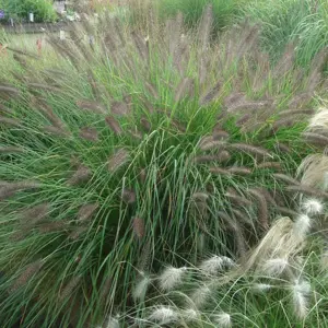 Pennisetum alopecuroides f. viridescens - image 1
