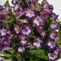 Penstemon