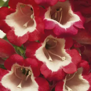 Penstemon 'Arabesque Red' 1L