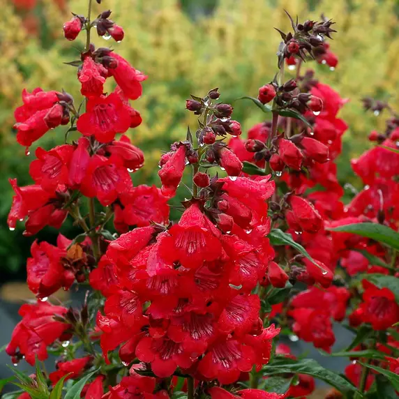 Picture - Terra Nova Nurseries