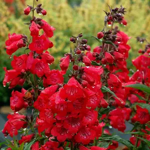 Picture - Terra Nova Nurseries