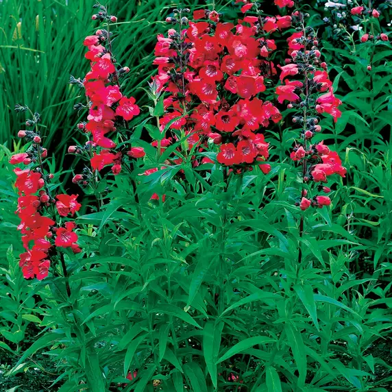 Picture - Terra Nova Nurseries