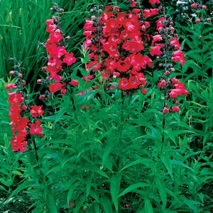 Picture - Terra Nova Nurseries