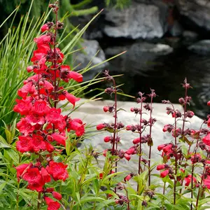 Picture - Terra Nova Nurseries