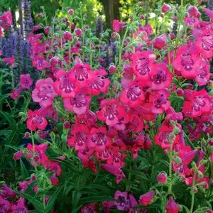 Picture - Terra Nova Nurseries