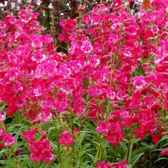 Picture - Terra Nova Nurseries