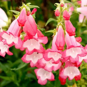 Image Credit - TERRA NOVA® Nurseries, Inc.