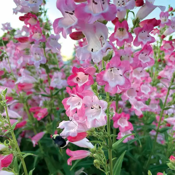 Image Credit - TERRA NOVA® Nurseries, Inc.