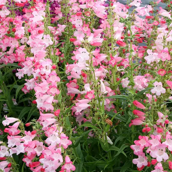 Image Credit - TERRA NOVA® Nurseries, Inc.