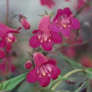 Penstemon 'Garnet' 1L