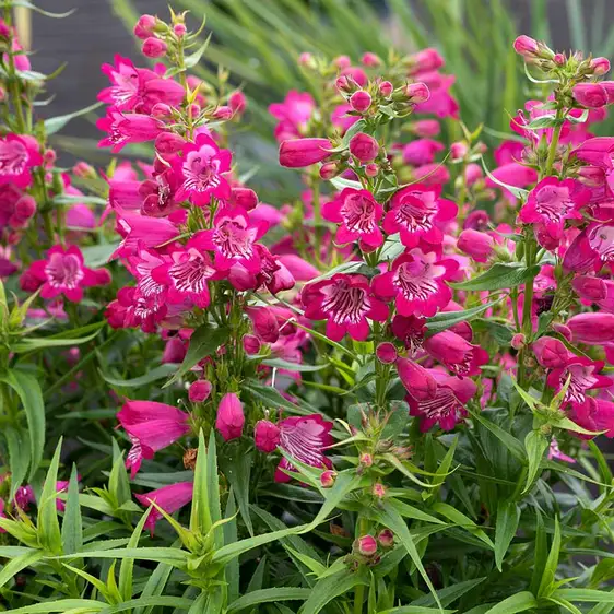 Photo(s) courtesy of TERRA NOVA® Nurseries, Inc.