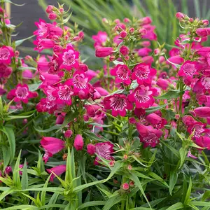 Photo(s) courtesy of TERRA NOVA® Nurseries, Inc.