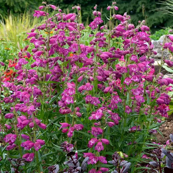Photo(s) courtesy of TERRA NOVA® Nurseries, Inc.