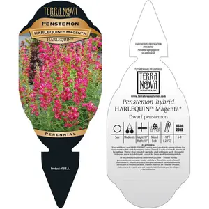 Photo(s) courtesy of TERRA NOVA® Nurseries, Inc.