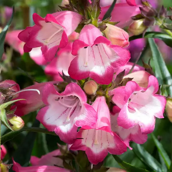 Photo(s) courtesy of TERRA NOVA® Nurseries, Inc.
