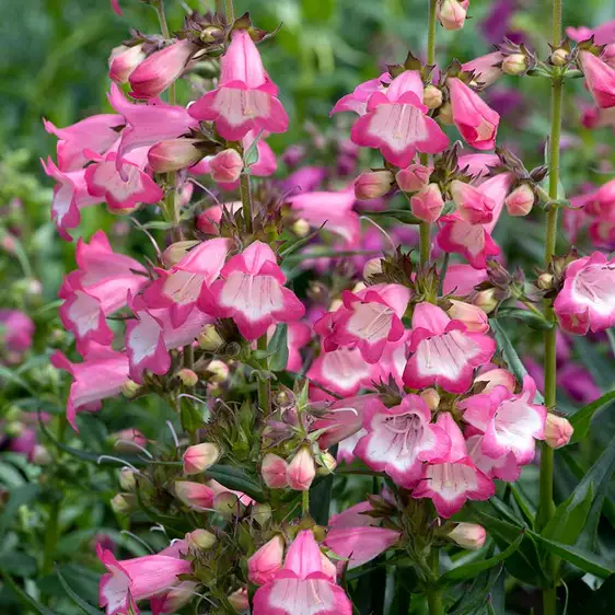 Photo(s) courtesy of TERRA NOVA® Nurseries, Inc.