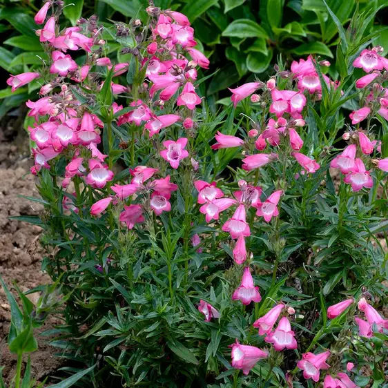 Photo(s) courtesy of TERRA NOVA® Nurseries, Inc.