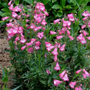 Photo(s) courtesy of TERRA NOVA® Nurseries, Inc.