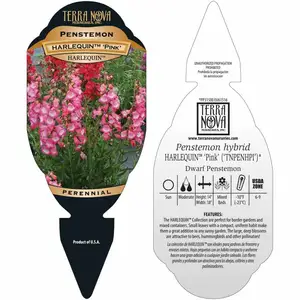 Penstemon 'Harlequin Pink' - image 4