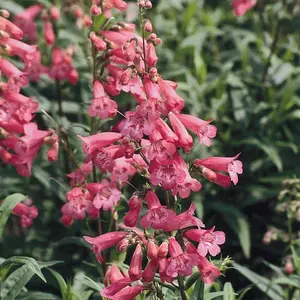 Penstemon 'Hewell's Pink Bedder' 1L