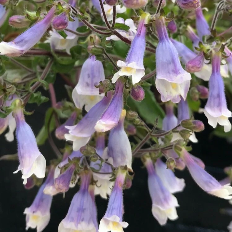 Pygmeus Penstemon hirsutus var. pygmaeus - Cowell's Garden Centre | Woolsington