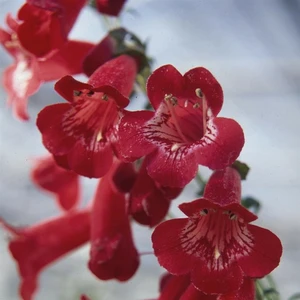 Penstemon 'King George V' 1L