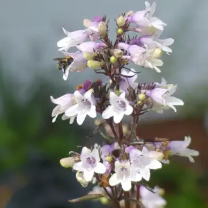 Penstemon digitalis 'Mystica' - image 4