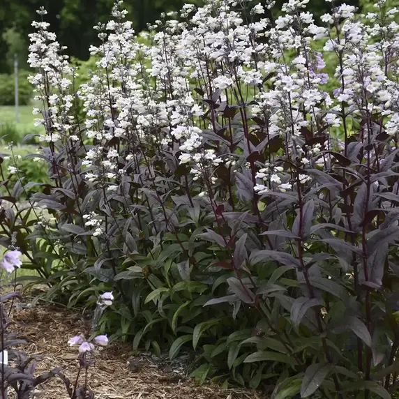 Penstemon digitalis 'Mystica' - image 3