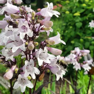 Penstemon digitalis 'Mystica' - image 1