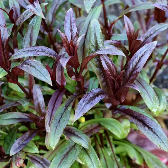 Photo(s) courtesy of TERRA NOVA® Nurseries, Inc.