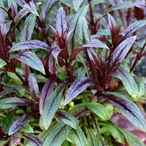 Photo(s) courtesy of TERRA NOVA® Nurseries, Inc.