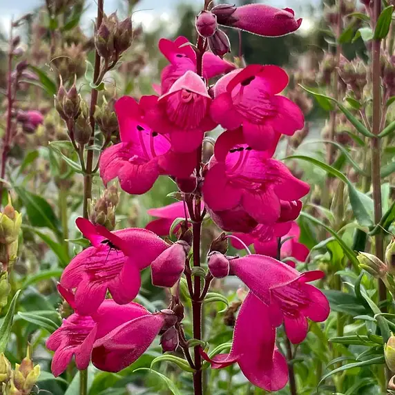 Image Credit - TERRA NOVA® Nurseries, Inc.