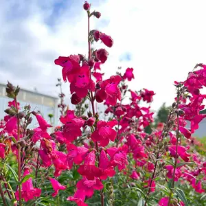 Image Credit - TERRA NOVA® Nurseries, Inc.