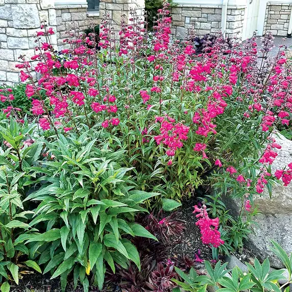 Image Credit - TERRA NOVA® Nurseries, Inc.