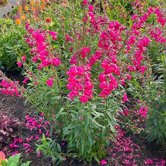 Image Credit - TERRA NOVA® Nurseries, Inc.