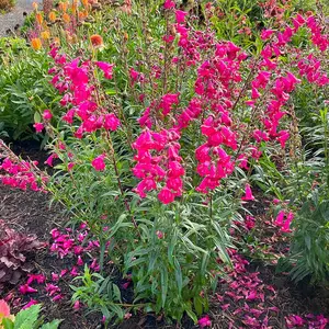 Image Credit - TERRA NOVA® Nurseries, Inc.