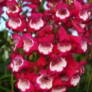 Penstemon Pensham 'Amelia Jane' 1L