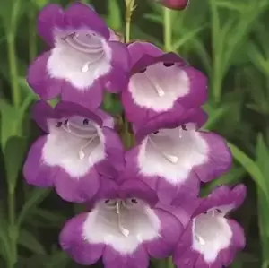 Penstemon Pensham 'Czar' 1L