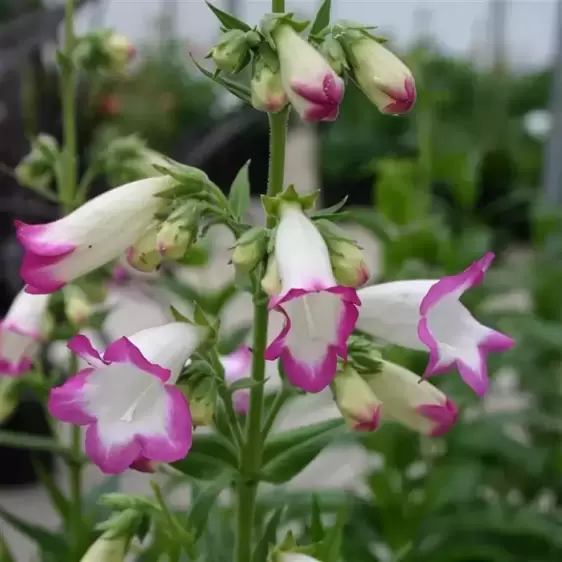 Penstemon Pensham 'Laura' 1L