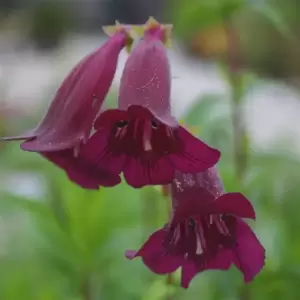 Penstemon Pensham 'Plum Jerkum' 1L